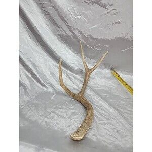 Naturally Shed Whitetail Deer Antler Single 3 Point Cabin Lodge Man Cave 17 Inch